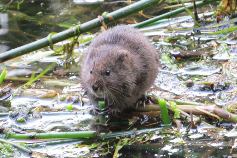 Water Vole