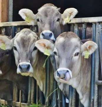 Agricultural Sector supported by Hills Quarry Products, premier suppler in the South West of England
