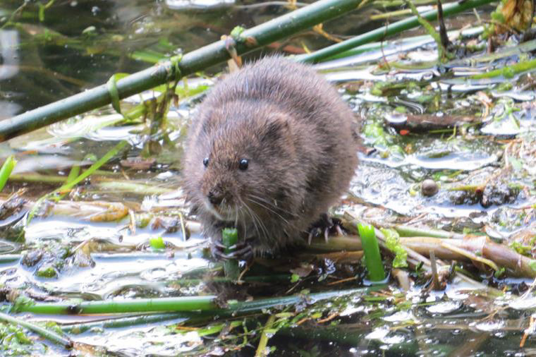 Hills supports Cotswold Water Vole Project