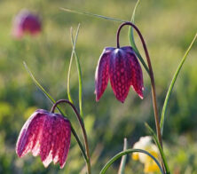 SnakesheadFritillary Snakeshead Fritillary