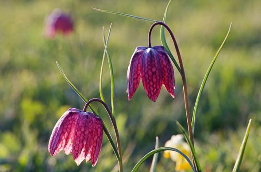 Snakeshead Fritillary