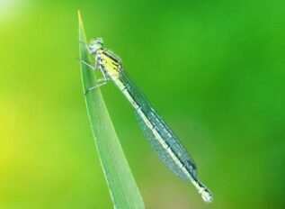 Azure Damselfly - Blackmoor Copse