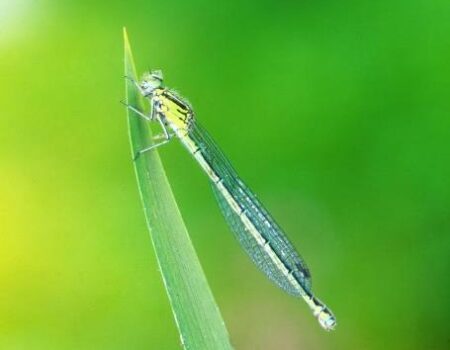 Azure Damselfly - Blackmoor Copse