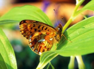 Pearl Bordered Fritillary - Blackmoor Copse