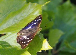 Purple Emperor - Blackmoor Copse