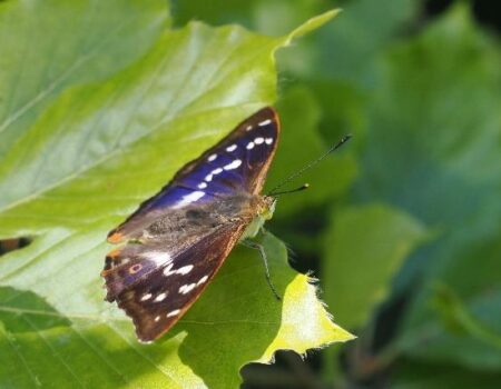Purple Emperor - Blackmoor Copse