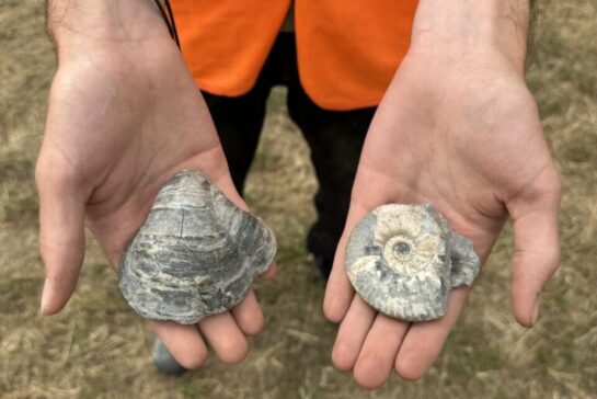 IMG_2583 Molluscs, ammonites and bivalves