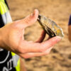 Palaeolithic