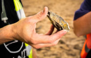 Mammoth discovery at Hills Quarry Products