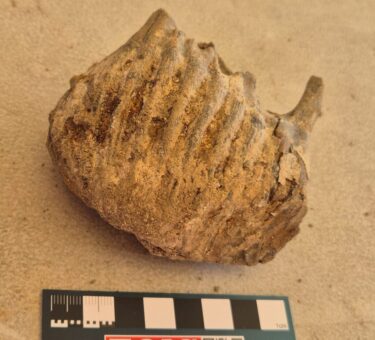 Mammoth tooth Cerney Wick Mammoth