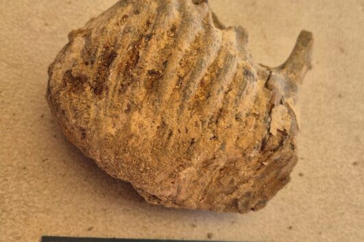 Cerney Wick Mammoth