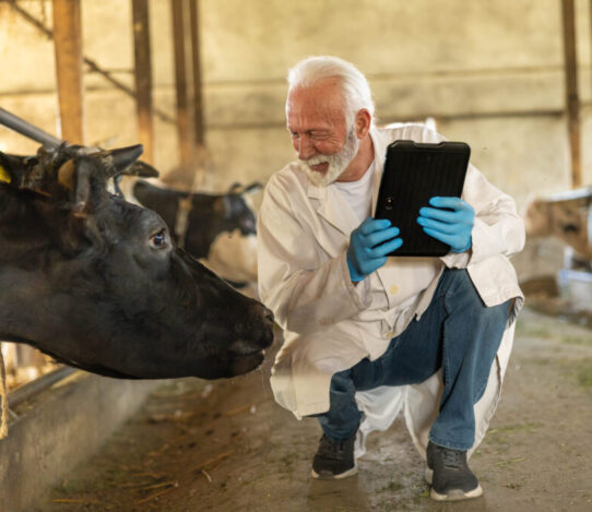 Washed animal bedding health