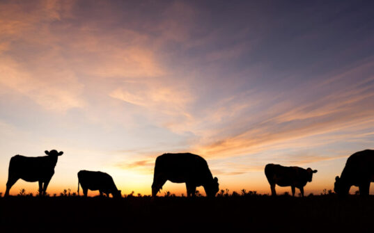 Cattle health washed animal bedding sand