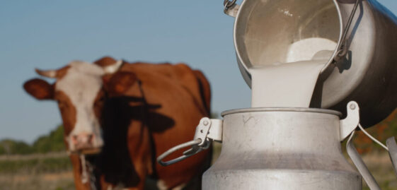 Washed animal bedding sand milk yields