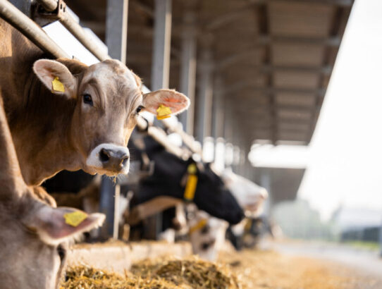 Washed animal bedding sand - cattle