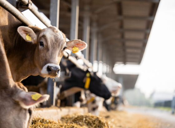 Washed animal bedding sand - cattle