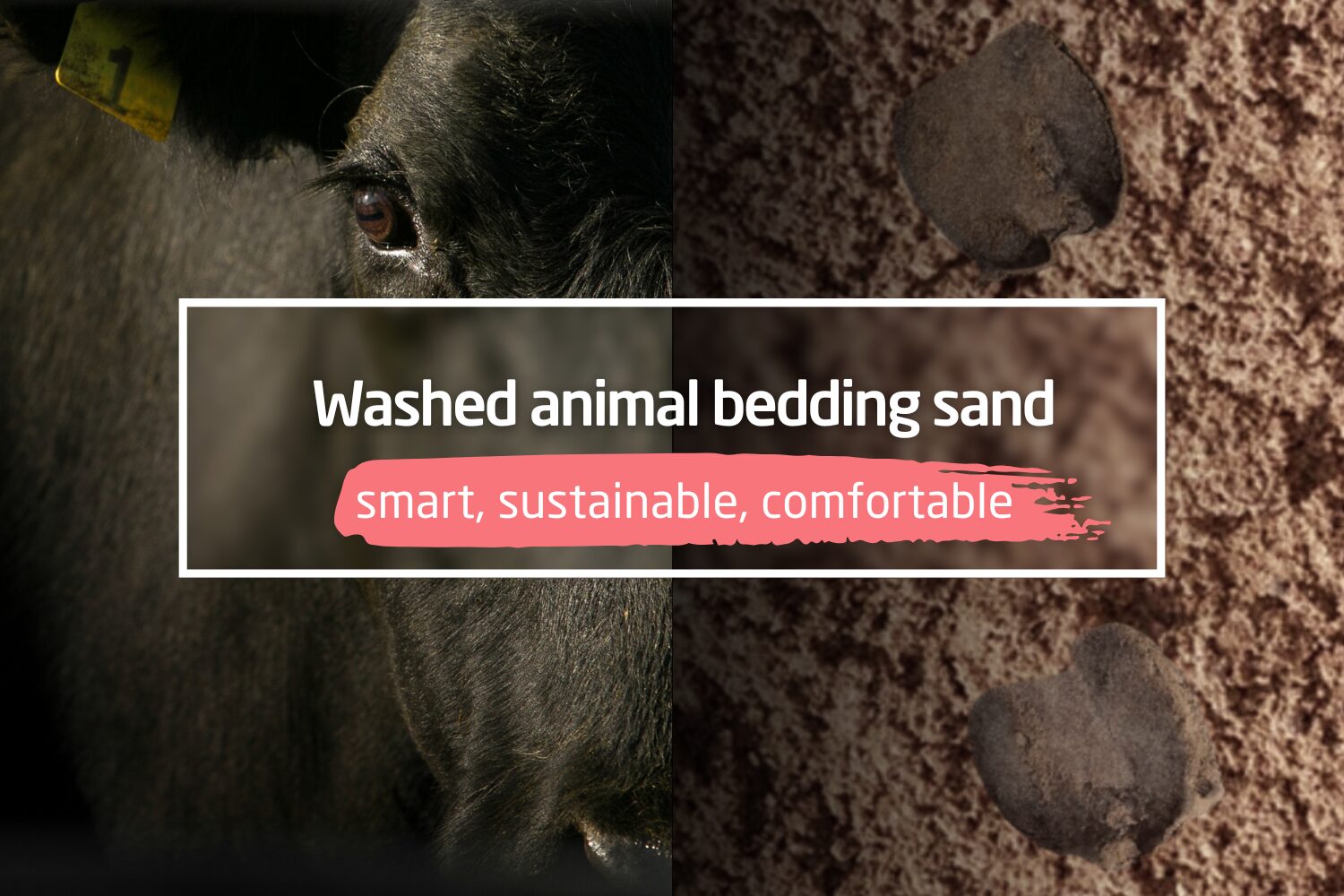 Washed animal bedding sand: A smart, sustainable choice for livestock comfort