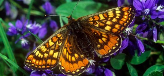 Restoring quarries flora and fauna Restoring quarries flora and fauna