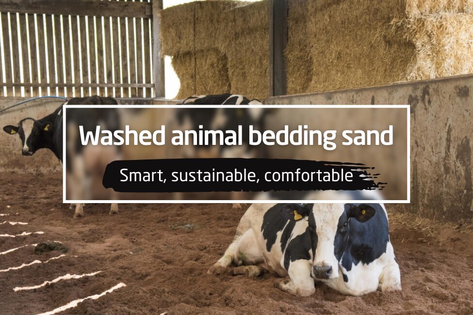 Advantages of washed animal bedding sand: A practical guide for modern livestock farms