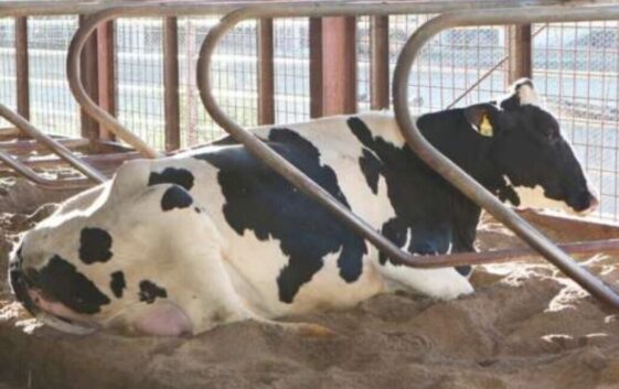 Washed animal bedding sand