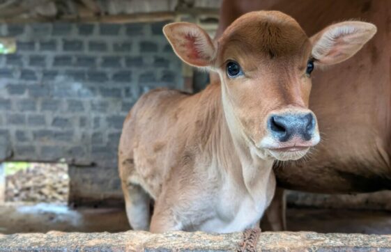 Washed animal bedding sand