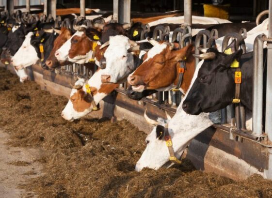 Washed animal bedding sand