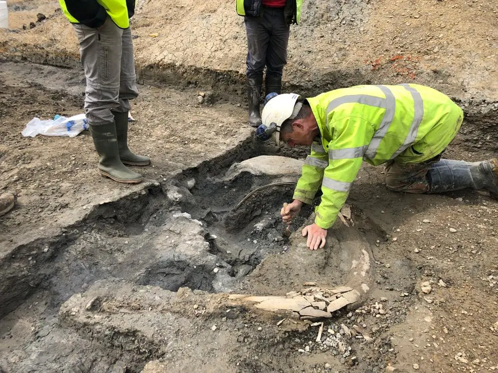 Archaeologist excavates mammoth trust at Hills Quarry location