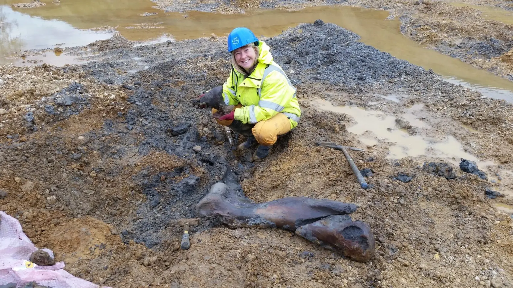 Mammoth Humerus bone found at Hills Quarry