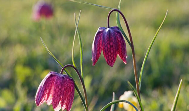 SnakesheadFritillary-635x374 Snakeshead Fritillary