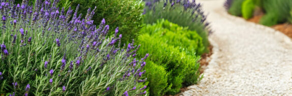 Landscaping aggregates with plants by Hills Quarry Products