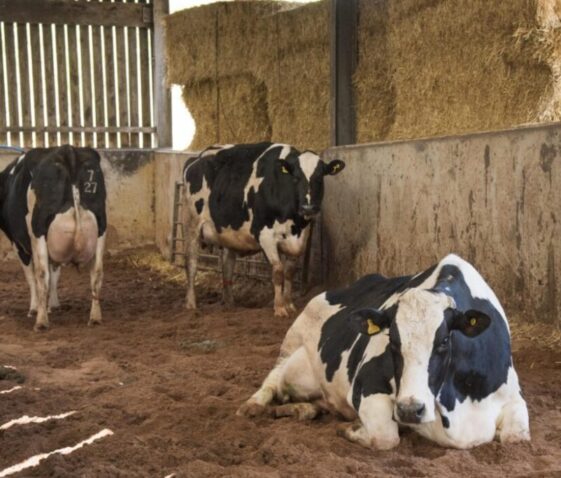 Advantages of washed animal bedding sand: A practical guide for modern livestock farms