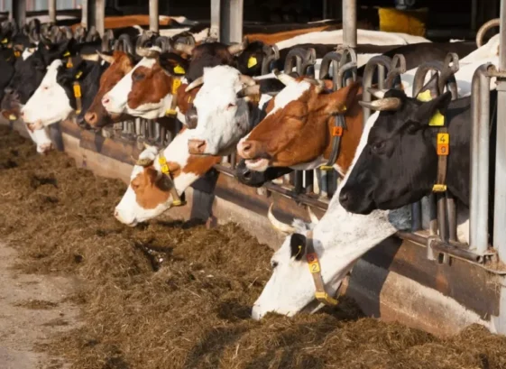 Advantages of washed animal bedding sand: A practical guide for modern livestock farms